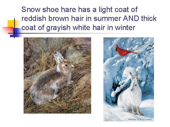 Snow shoe hare has a light coat of reddish brown hair in summer AND Snow shoe hare has a light coat of reddish brown hair in summer AND