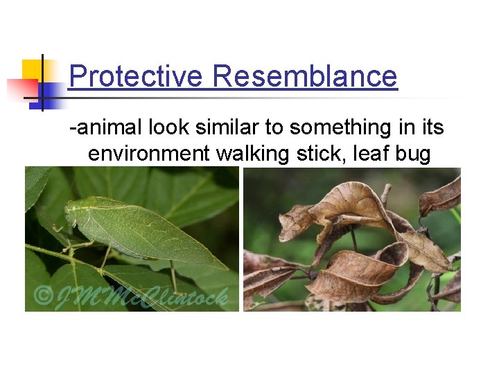 Protective Resemblance -animal look similar to something in its environment walking stick, leaf bug Protective Resemblance -animal look similar to something in its environment walking stick, leaf bug