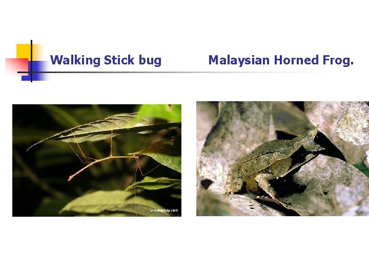 Walking Stick bug Malaysian Horned Frog. Walking Stick bug Malaysian Horned Frog.