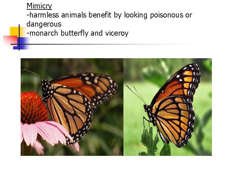 Mimicry -harmless animals benefit by looking poisonous or dangerous -monarch butterfly and viceroy Mimicry -harmless animals benefit by looking poisonous or dangerous -monarch butterfly and viceroy