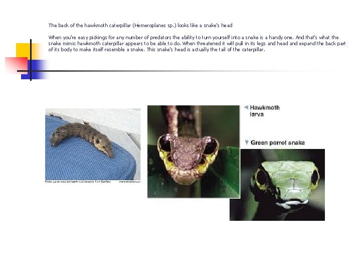 The back of the hawkmoth caterpillar (Hemeroplanes sp. ) looks like a snake's head The back of the hawkmoth caterpillar (Hemeroplanes sp. ) looks like a snake's head