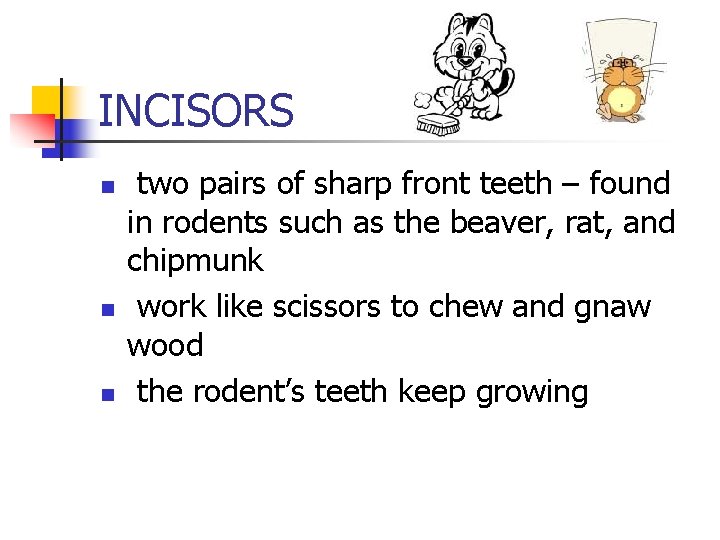 INCISORS n n n two pairs of sharp front teeth – found in rodents INCISORS n n n two pairs of sharp front teeth – found in rodents