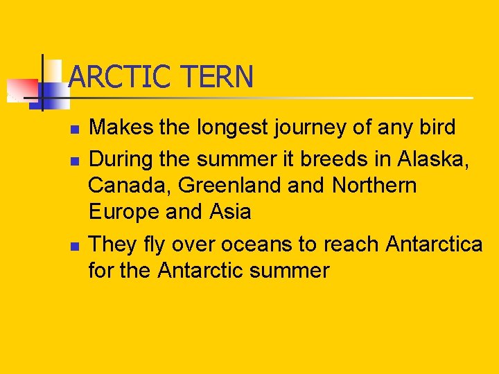 ARCTIC TERN n n n Makes the longest journey of any bird During the ARCTIC TERN n n n Makes the longest journey of any bird During the