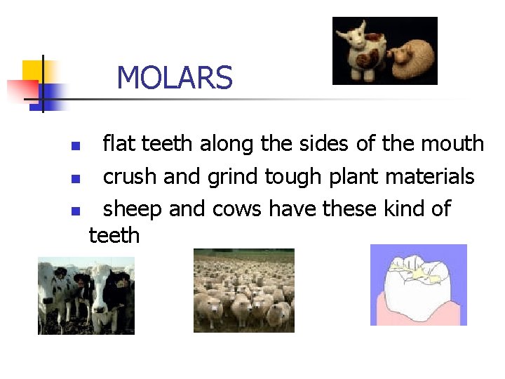 MOLARS n n n flat teeth along the sides of the mouth crush MOLARS n n n flat teeth along the sides of the mouth crush