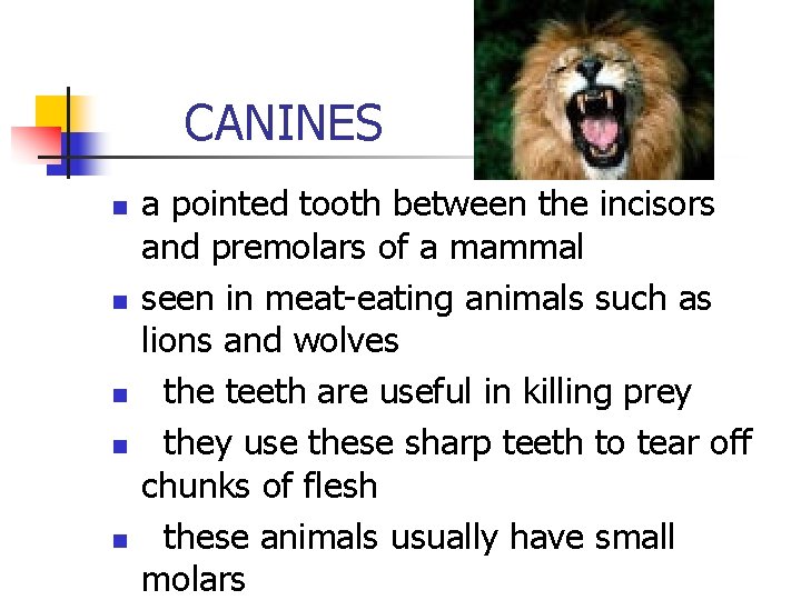 CANINES n n n a pointed tooth between the incisors and premolars of CANINES n n n a pointed tooth between the incisors and premolars of