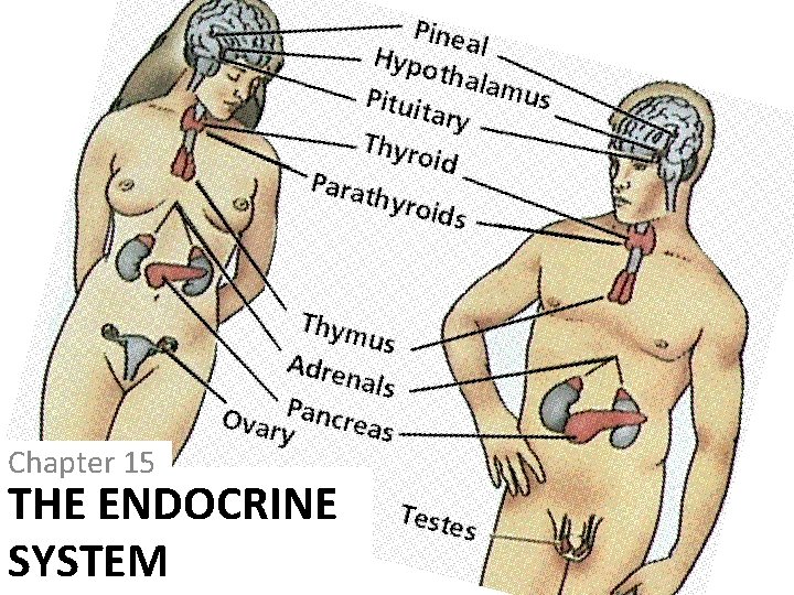 Chapter 15 THE ENDOCRINE SYSTEM Chapter 15 THE ENDOCRINE SYSTEM