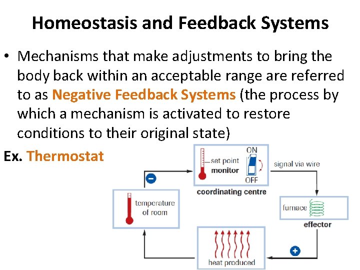 Homeostasis and Feedback Systems • Mechanisms that make adjustments to bring the body back Homeostasis and Feedback Systems • Mechanisms that make adjustments to bring the body back