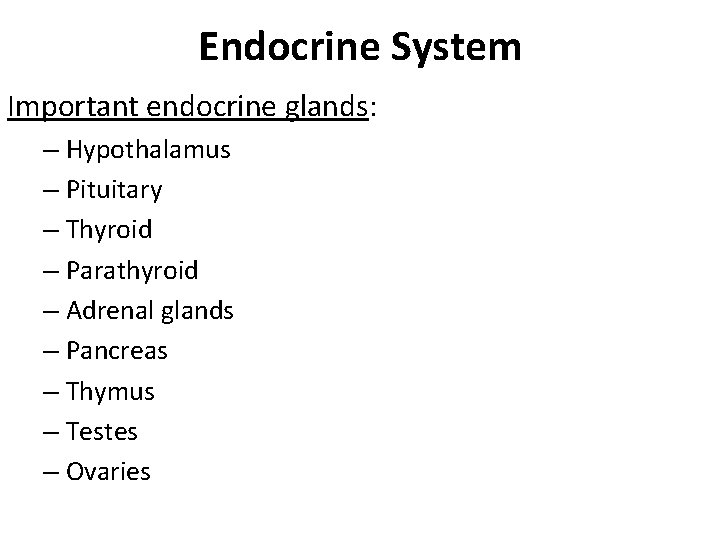 Endocrine System Important endocrine glands: – Hypothalamus – Pituitary – Thyroid – Parathyroid – Endocrine System Important endocrine glands: – Hypothalamus – Pituitary – Thyroid – Parathyroid –