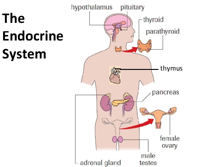 The Endocrine System thymus The Endocrine System thymus