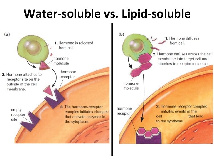 Water-soluble vs. Lipid-soluble Water-soluble vs. Lipid-soluble