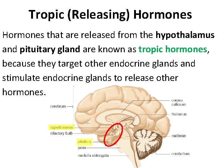 Tropic (Releasing) Hormones that are released from the hypothalamus and pituitary gland are known Tropic (Releasing) Hormones that are released from the hypothalamus and pituitary gland are known
