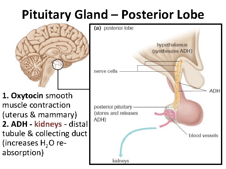 Pituitary Gland – Posterior Lobe 1. Oxytocin smooth muscle contraction (uterus & mammary) 2. Pituitary Gland – Posterior Lobe 1. Oxytocin smooth muscle contraction (uterus & mammary) 2.