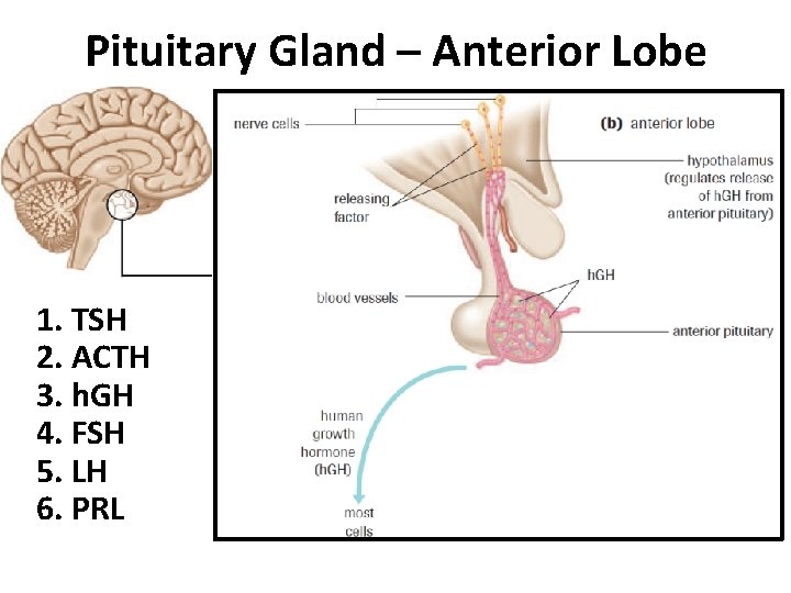 Pituitary Gland – Anterior Lobe 1. TSH 2. ACTH 3. h. GH 4. FSH Pituitary Gland – Anterior Lobe 1. TSH 2. ACTH 3. h. GH 4. FSH