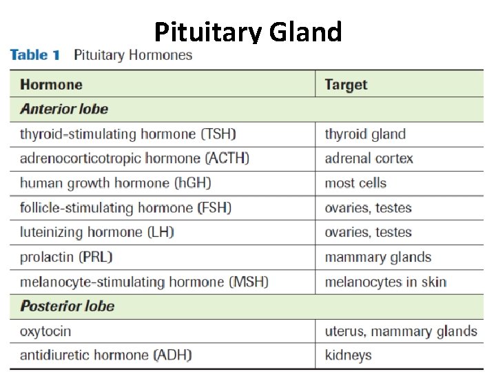 Pituitary Gland Pituitary Gland