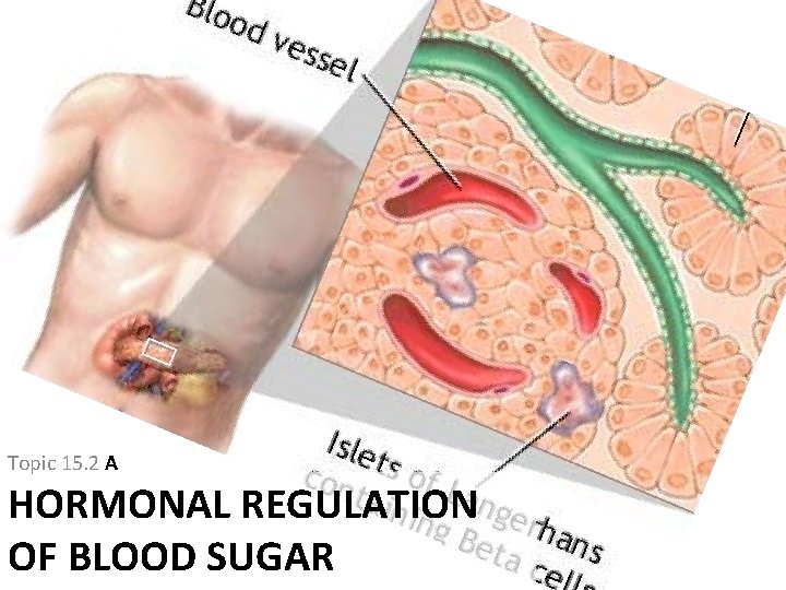 Topic 15. 2 A HORMONAL REGULATION OF BLOOD SUGAR Topic 15. 2 A HORMONAL REGULATION OF BLOOD SUGAR