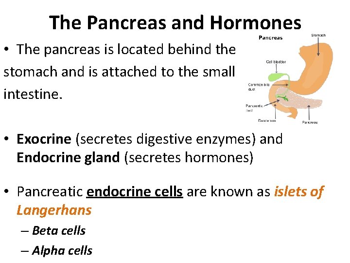 The Pancreas and Hormones • The pancreas is located behind the stomach and is The Pancreas and Hormones • The pancreas is located behind the stomach and is