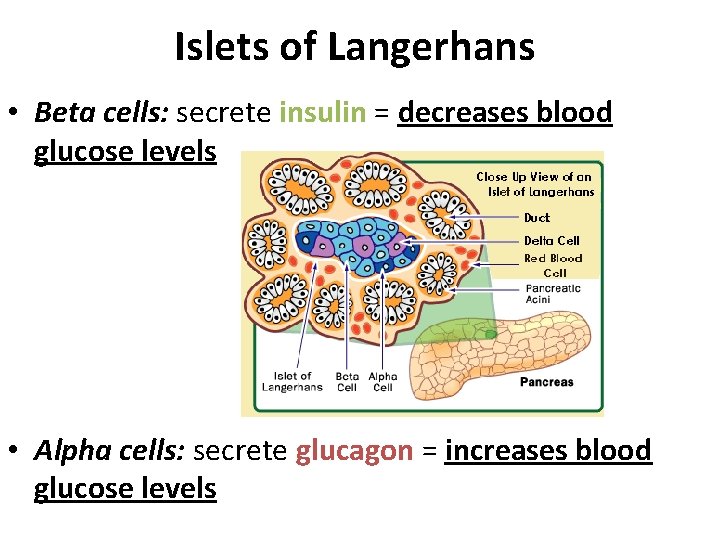 Islets of Langerhans • Beta cells: secrete insulin = decreases blood glucose levels • Islets of Langerhans • Beta cells: secrete insulin = decreases blood glucose levels •
