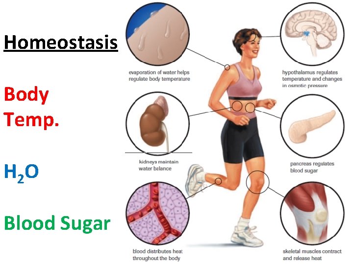 Homeostasis Body Temp. H 2 O Blood Sugar Homeostasis Body Temp. H 2 O Blood Sugar
