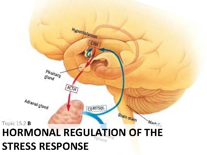 Topic 15. 2 B HORMONAL REGULATION OF THE STRESS RESPONSE Topic 15. 2 B HORMONAL REGULATION OF THE STRESS RESPONSE