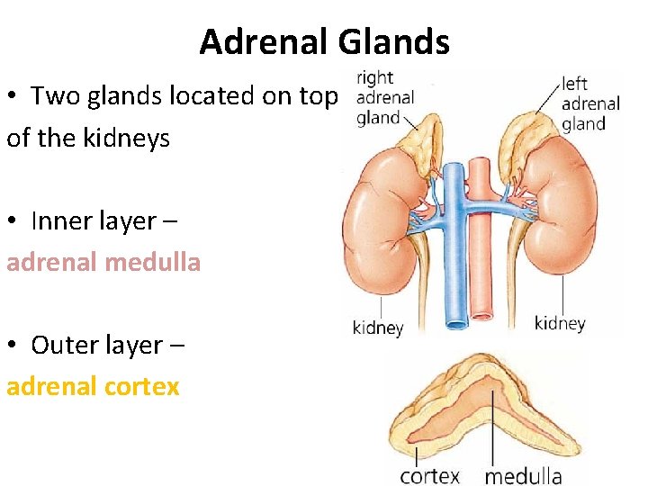 Adrenal Glands • Two glands located on top of the kidneys • Inner layer Adrenal Glands • Two glands located on top of the kidneys • Inner layer
