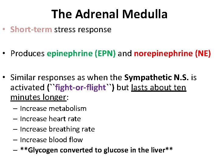 The Adrenal Medulla • Short-term stress response • Produces epinephrine (EPN) and norepinephrine (NE) The Adrenal Medulla • Short-term stress response • Produces epinephrine (EPN) and norepinephrine (NE)