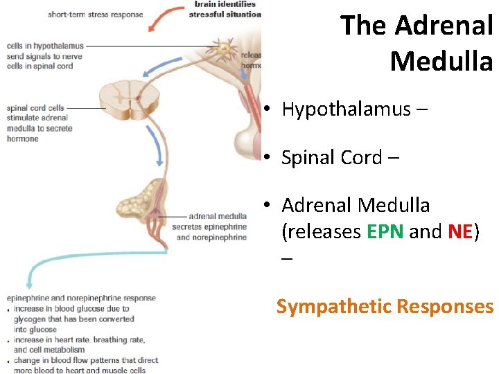 The Adrenal Medulla • Hypothalamus – • Spinal Cord – • Adrenal Medulla (releases The Adrenal Medulla • Hypothalamus – • Spinal Cord – • Adrenal Medulla (releases