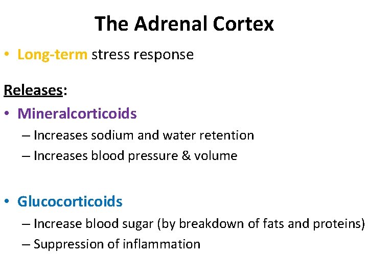 The Adrenal Cortex • Long-term stress response Releases: • Mineralcorticoids – Increases sodium and The Adrenal Cortex • Long-term stress response Releases: • Mineralcorticoids – Increases sodium and