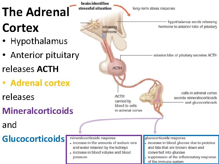 The Adrenal Cortex • Hypothalamus • Anterior pituitary releases ACTH • Adrenal cortex releases The Adrenal Cortex • Hypothalamus • Anterior pituitary releases ACTH • Adrenal cortex releases