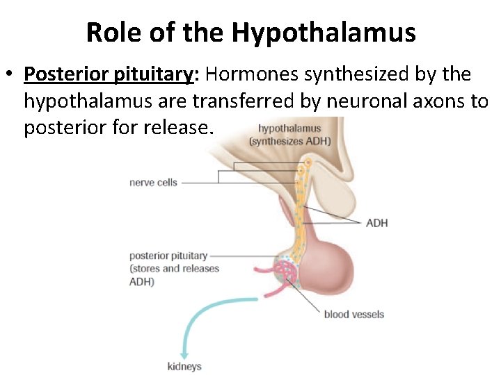 Role of the Hypothalamus • Posterior pituitary: Hormones synthesized by the hypothalamus are transferred Role of the Hypothalamus • Posterior pituitary: Hormones synthesized by the hypothalamus are transferred