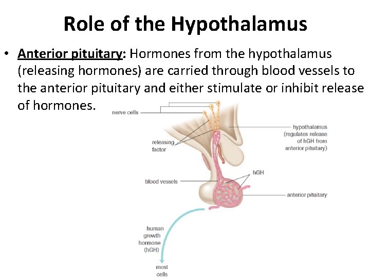 Role of the Hypothalamus • Anterior pituitary: Hormones from the hypothalamus (releasing hormones) are Role of the Hypothalamus • Anterior pituitary: Hormones from the hypothalamus (releasing hormones) are