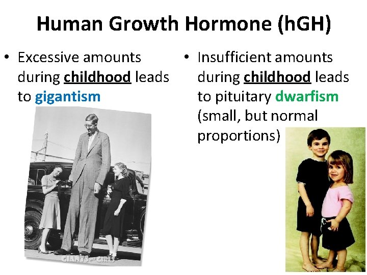 Human Growth Hormone (h. GH) • Insufficient amounts • Excessive amounts during childhood leads Human Growth Hormone (h. GH) • Insufficient amounts • Excessive amounts during childhood leads