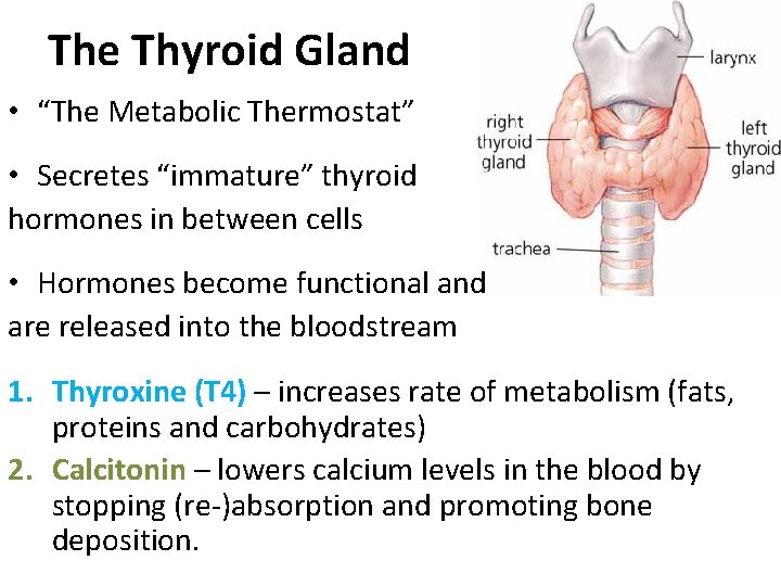 The Thyroid Gland • “The Metabolic Thermostat” • Secretes “immature” thyroid hormones in between The Thyroid Gland • “The Metabolic Thermostat” • Secretes “immature” thyroid hormones in between