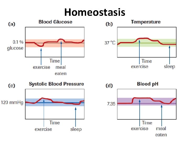 Homeostasis Homeostasis