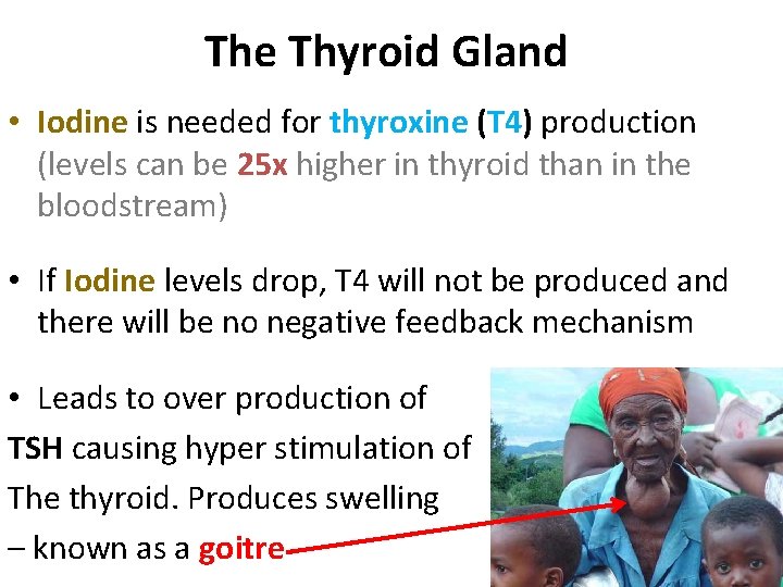 The Thyroid Gland • Iodine is needed for thyroxine (T 4) production (levels can The Thyroid Gland • Iodine is needed for thyroxine (T 4) production (levels can