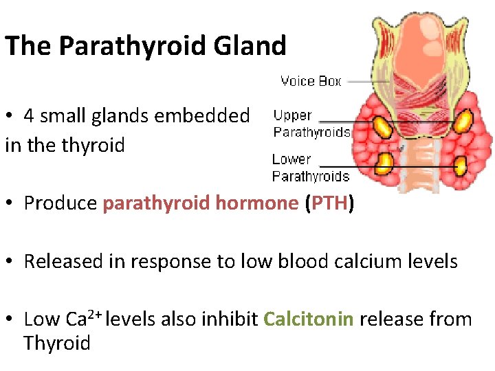 The Parathyroid Gland • 4 small glands embedded in the thyroid • Produce parathyroid The Parathyroid Gland • 4 small glands embedded in the thyroid • Produce parathyroid