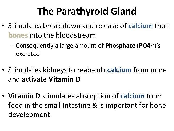 The Parathyroid Gland • Stimulates break down and release of calcium from bones into The Parathyroid Gland • Stimulates break down and release of calcium from bones into
