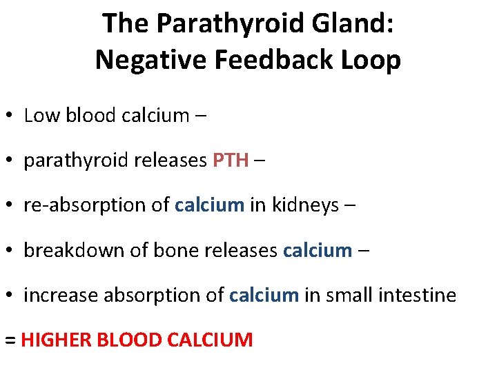 The Parathyroid Gland: Negative Feedback Loop • Low blood calcium – • parathyroid releases The Parathyroid Gland: Negative Feedback Loop • Low blood calcium – • parathyroid releases