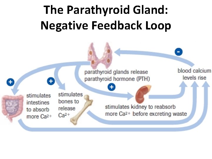 The Parathyroid Gland: Negative Feedback Loop The Parathyroid Gland: Negative Feedback Loop