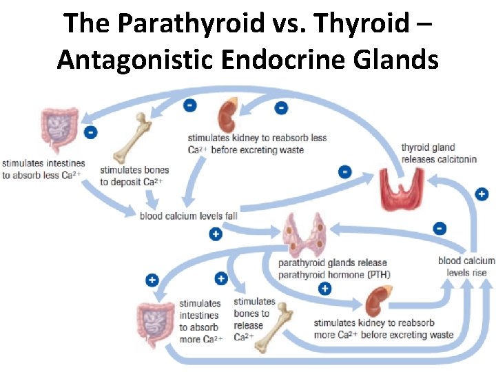 The Parathyroid vs. Thyroid – Antagonistic Endocrine Glands The Parathyroid vs. Thyroid – Antagonistic Endocrine Glands