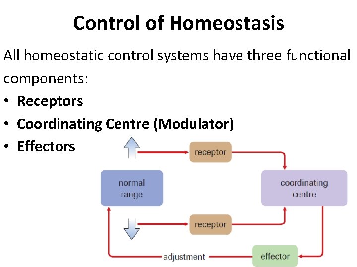 Control of Homeostasis All homeostatic control systems have three functional components: • Receptors • Control of Homeostasis All homeostatic control systems have three functional components: • Receptors •