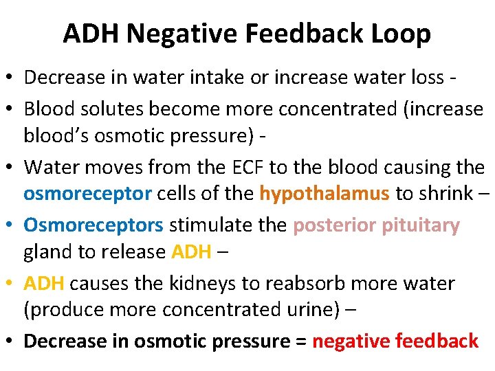 ADH Negative Feedback Loop • Decrease in water intake or increase water loss • ADH Negative Feedback Loop • Decrease in water intake or increase water loss •