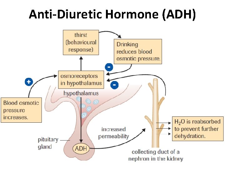 Anti-Diuretic Hormone (ADH) Anti-Diuretic Hormone (ADH)