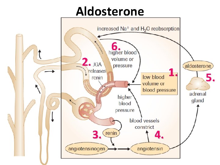 Aldosterone 6. 2. 1. 3. 4. 5. Aldosterone 6. 2. 1. 3. 4. 5.