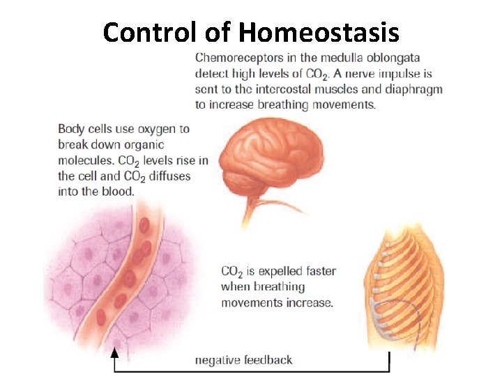 Control of Homeostasis Control of Homeostasis