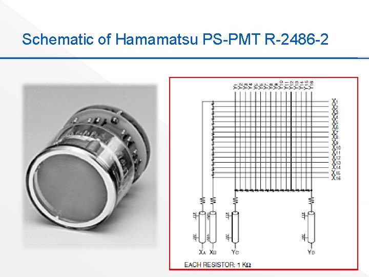 Schematic of Hamamatsu PS-PMT R-2486 -2 