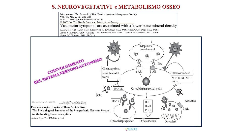 S. NEUROVEGETATIVI e METABOLISMO OSSEO 