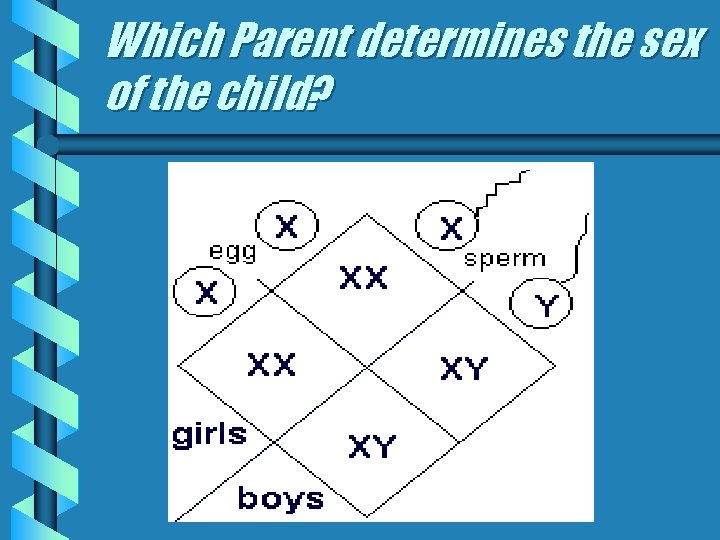 Which Parent determines the sex of the child? 