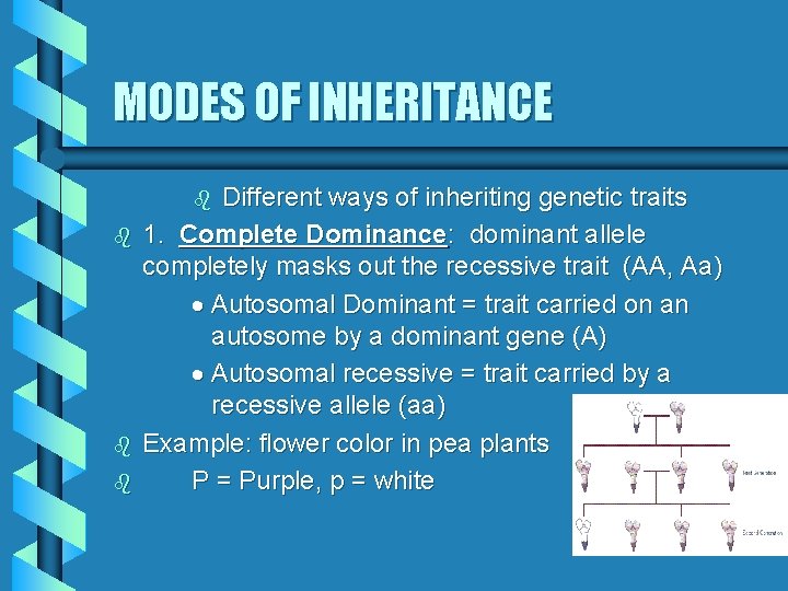 MODES OF INHERITANCE Different ways of inheriting genetic traits 1. Complete Dominance: dominant allele