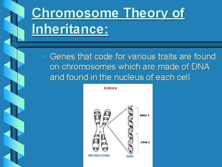 Chromosome Theory of Inheritance: • Genes that code for various traits are found on