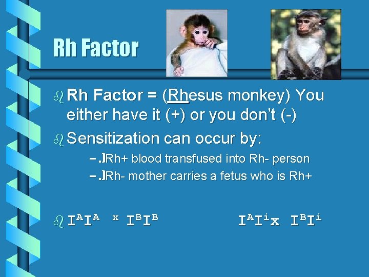 Rh Factor b Rh Factor = (Rhesus monkey) You either have it (+) or